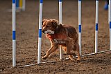 wedstrijd agility friends zaterdag