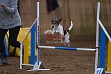 wedstrijd agility friends zaterdag