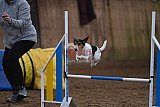 wedstrijd agility friends zaterdag