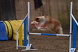 wedstrijd agility friends zaterdag