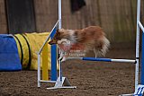 wedstrijd agility friends zaterdag
