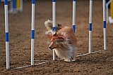wedstrijd agility friends zaterdag
