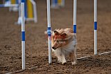 wedstrijd agility friends zaterdag