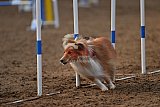 wedstrijd agility friends zaterdag