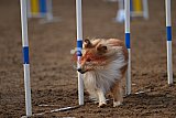 wedstrijd agility friends zaterdag