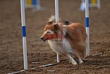 wedstrijd agility friends zaterdag