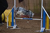 wedstrijd agility friends zaterdag