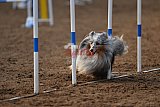 wedstrijd agility friends zaterdag