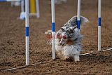 wedstrijd agility friends zaterdag