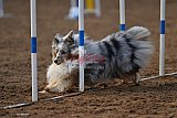 wedstrijd agility friends zaterdag