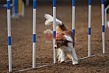 wedstrijd agility friends zaterdag