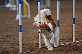wedstrijd agility friends zaterdag