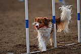 wedstrijd agility friends zaterdag