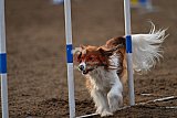 wedstrijd agility friends zaterdag