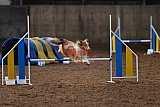 wedstrijd agility friends zaterdag
