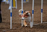 wedstrijd agility friends zaterdag