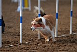 wedstrijd agility friends zaterdag