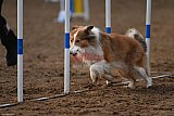 wedstrijd agility friends zaterdag