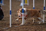 wedstrijd agility friends zaterdag