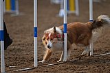 wedstrijd agility friends zaterdag