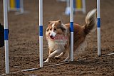 wedstrijd agility friends zaterdag