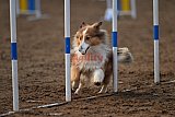 wedstrijd agility friends zaterdag