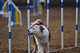 wedstrijd agility friends zaterdag