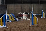 wedstrijd agility friends zaterdag