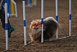 wedstrijd agility friends zaterdag