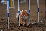 wedstrijd agility friends zaterdag