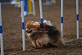 wedstrijd agility friends zaterdag