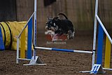 wedstrijd agility friends zaterdag