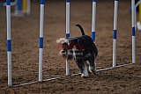 wedstrijd agility friends zaterdag