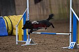 wedstrijd agility friends zaterdag