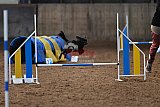wedstrijd agility friends zaterdag