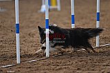 wedstrijd agility friends zaterdag