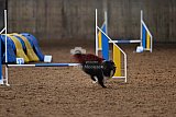 wedstrijd agility friends zaterdag