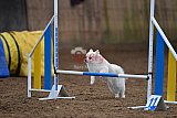 wedstrijd agility friends zaterdag