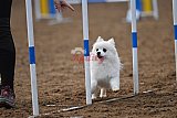 wedstrijd agility friends zaterdag