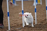 wedstrijd agility friends zaterdag