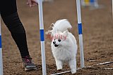 wedstrijd agility friends zaterdag