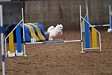 wedstrijd agility friends zaterdag