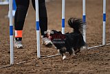 wedstrijd agility friends zaterdag