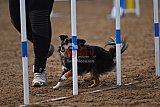 wedstrijd agility friends zaterdag