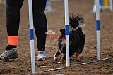 wedstrijd agility friends zaterdag