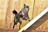 wedstrijd agility friends zondag