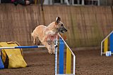 wedstrijd agility friends zondag