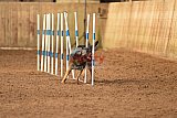 wedstrijd agility friends zondag