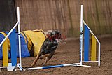 wedstrijd agility friends zondag