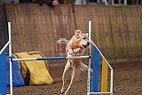 wedstrijd agility friends zondag